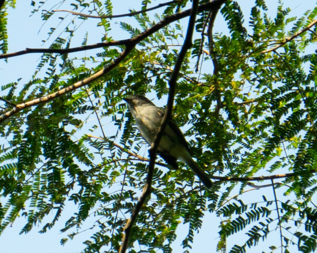 Gray-headed Elaenia - ML640000412