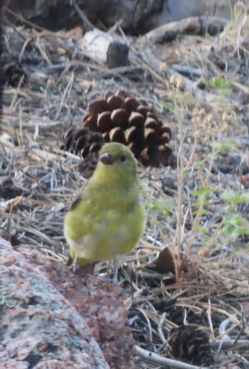 Western Tanager - ML640000435
