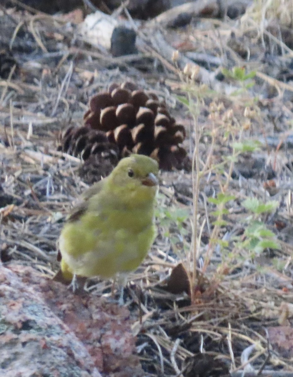 Western Tanager - ML640000441