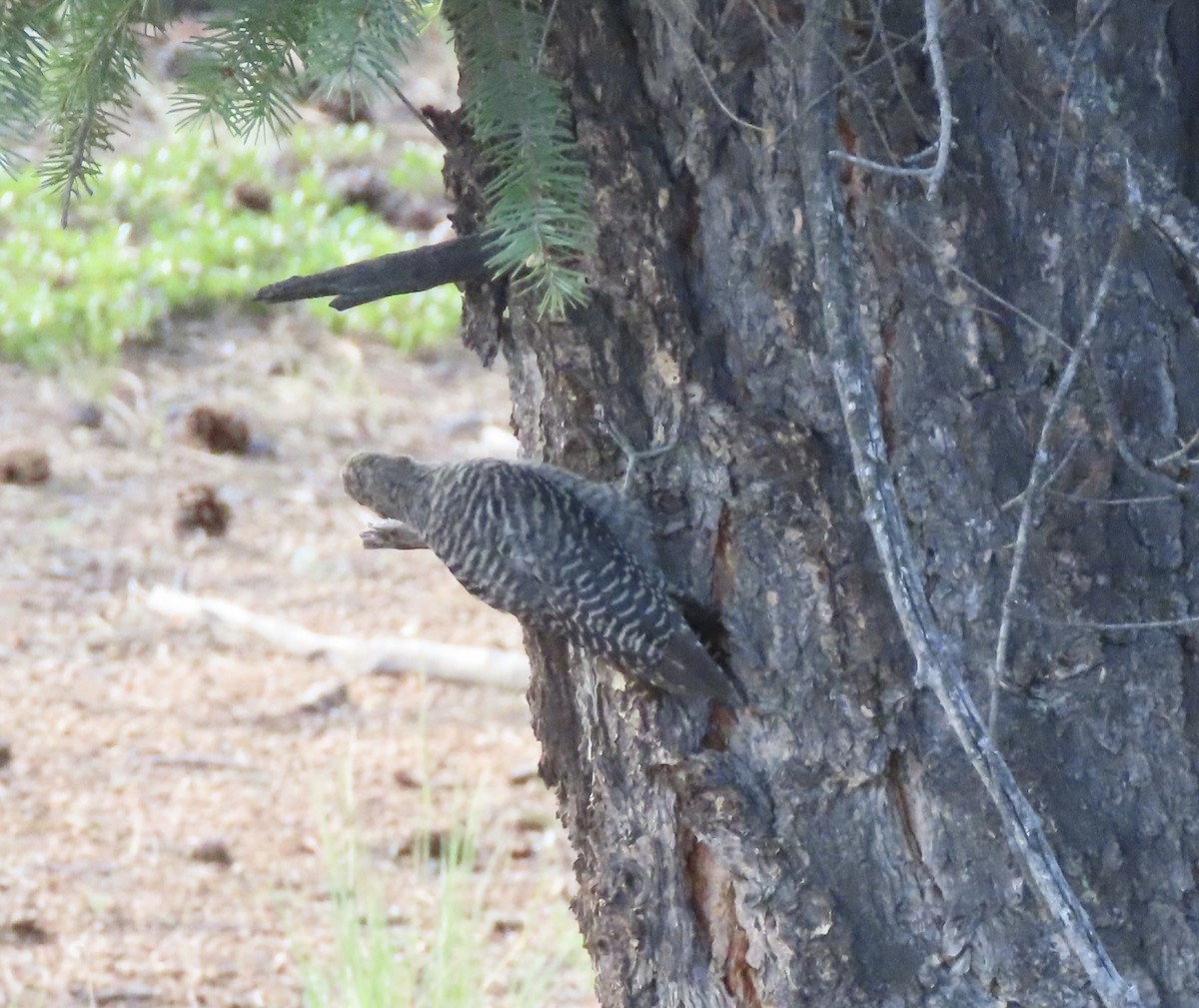 Williamson's Sapsucker - ML640000473