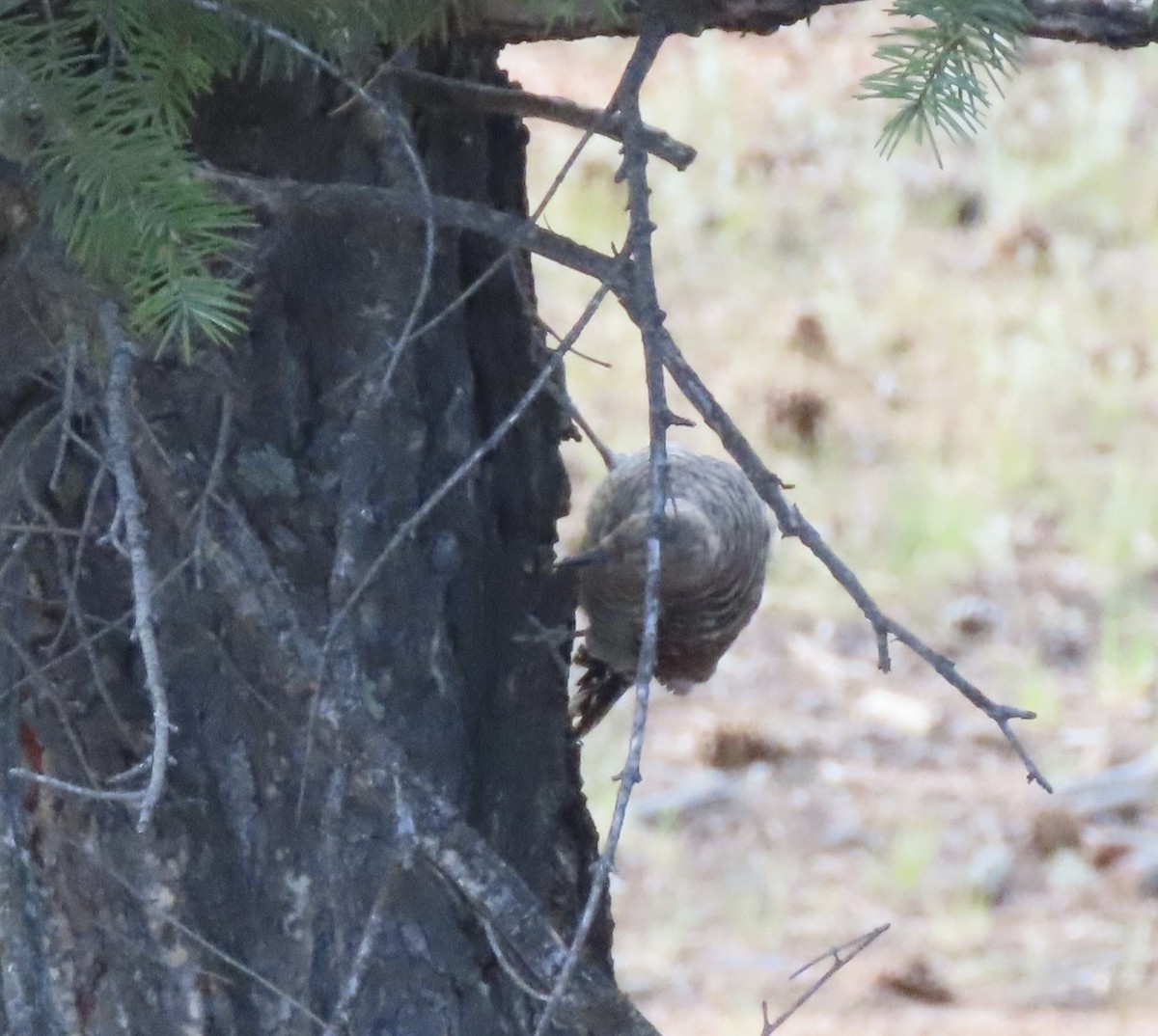 Williamson's Sapsucker - ML640000477
