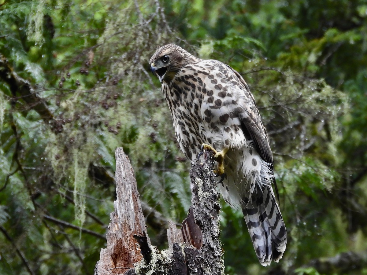 American Goshawk - ML640000482