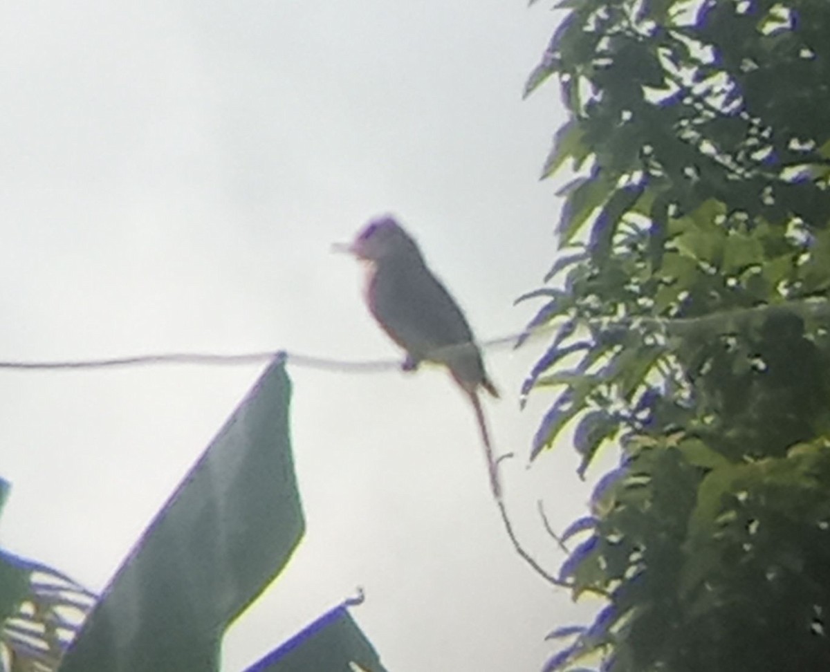 Cuban Pewee - ML640000506