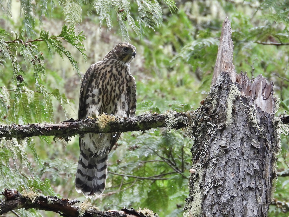 American Goshawk - ML640000509