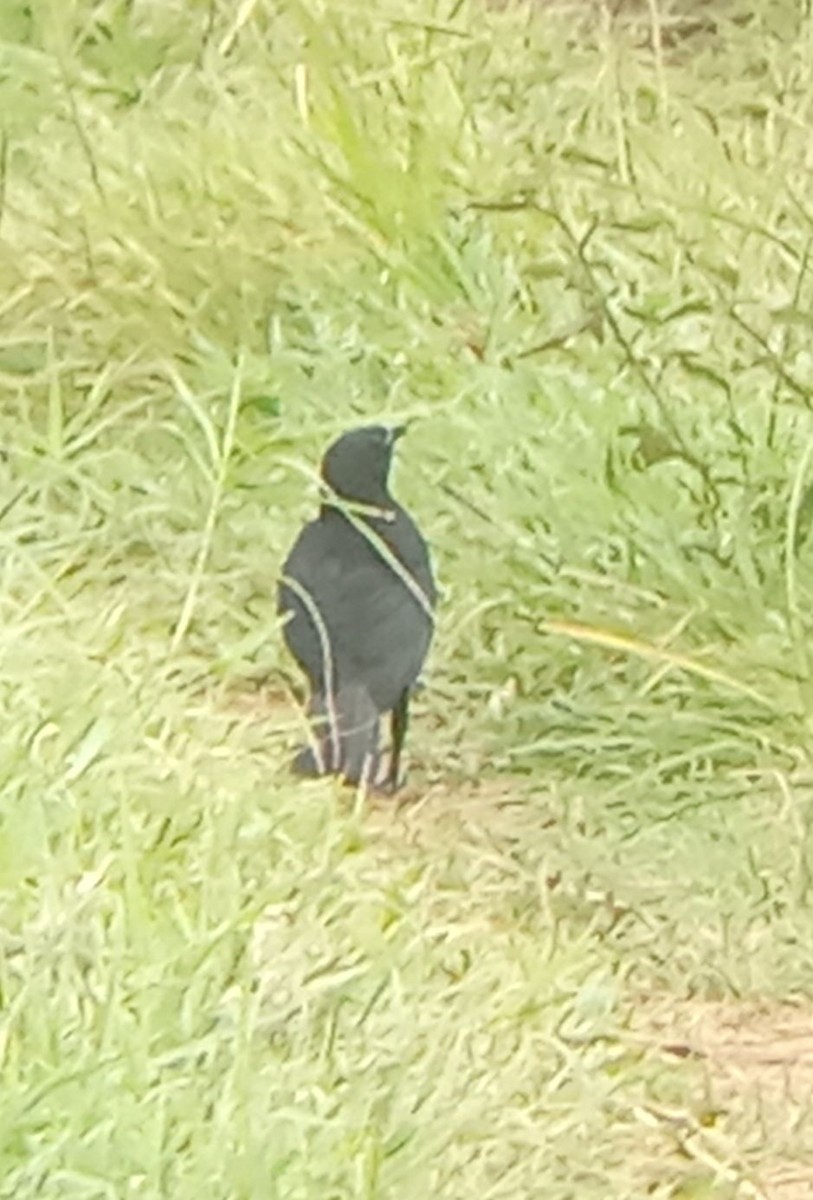 Cuban Blackbird - ML640000597