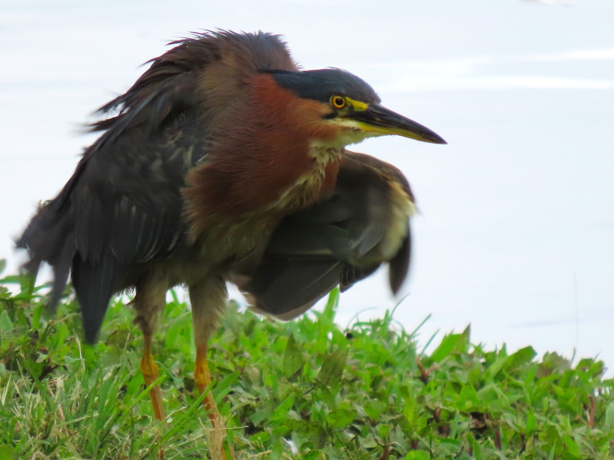Green Heron - ML640000642