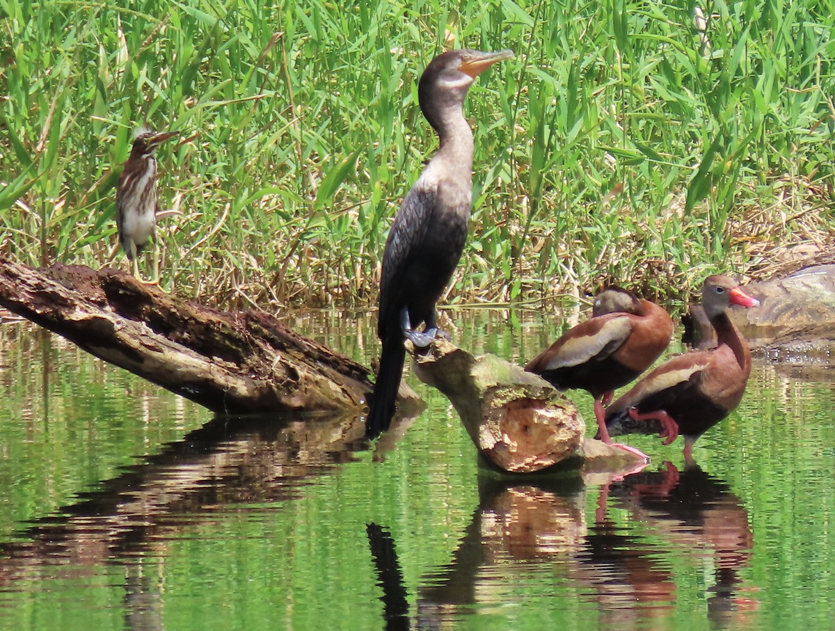 Neotropic Cormorant - ML640000699