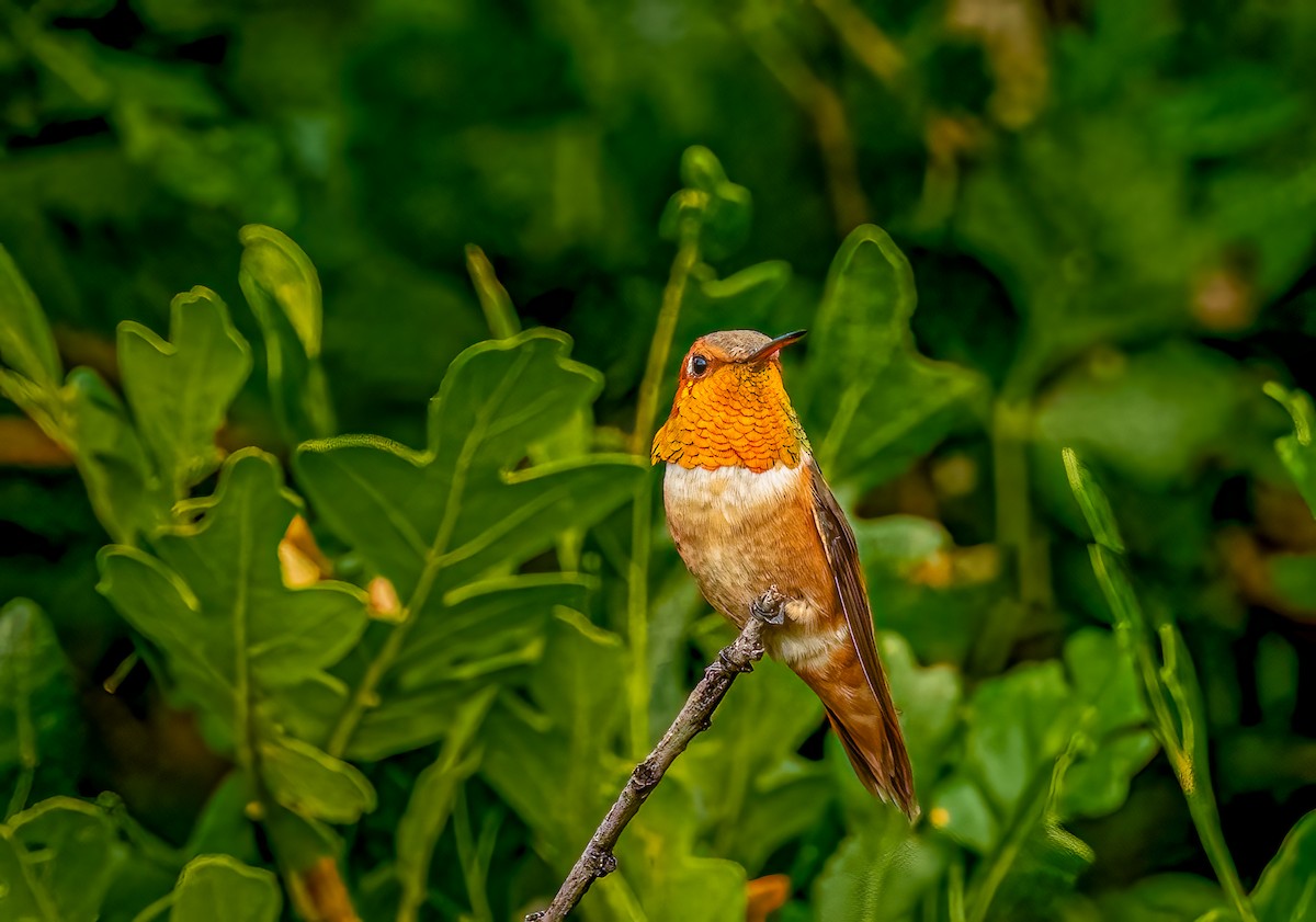 Rufous Hummingbird - ML640000770