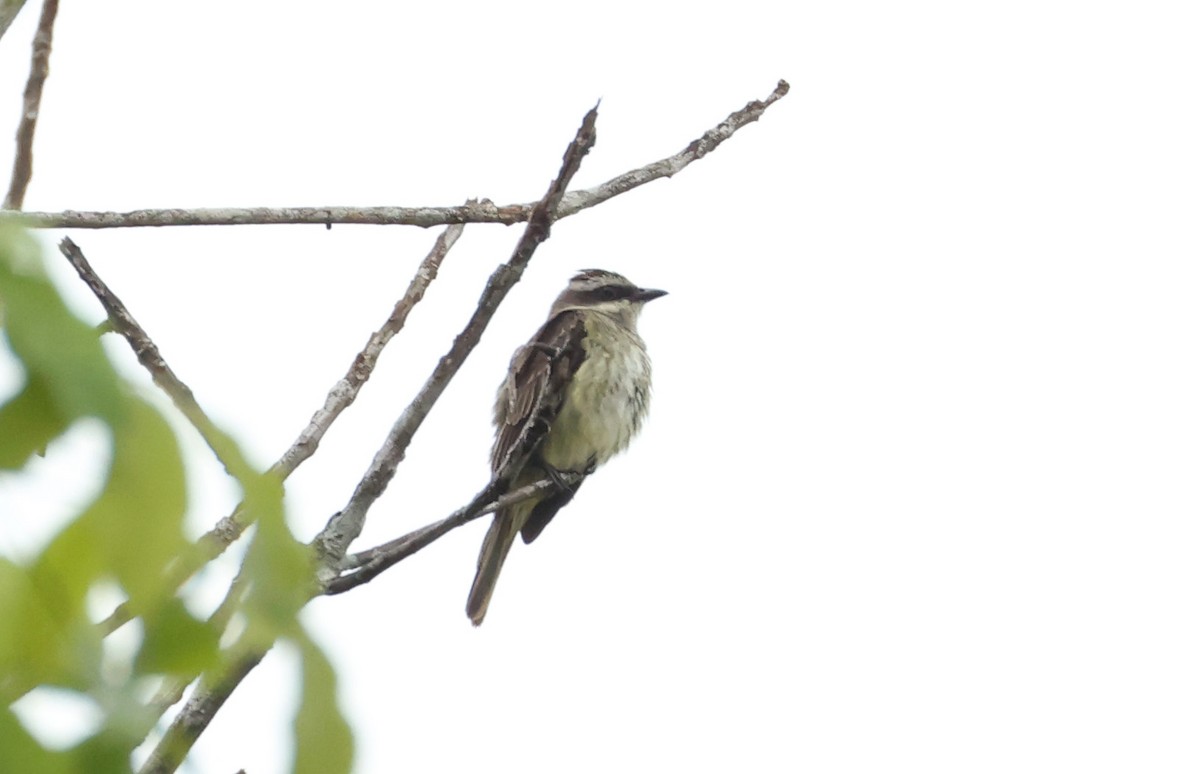 Piratic Flycatcher - ML640000804