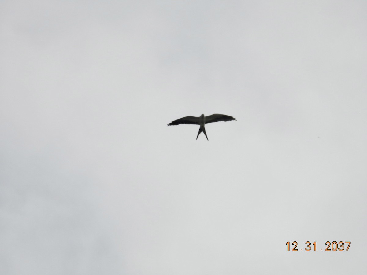 Swallow-tailed Kite - ML640000830