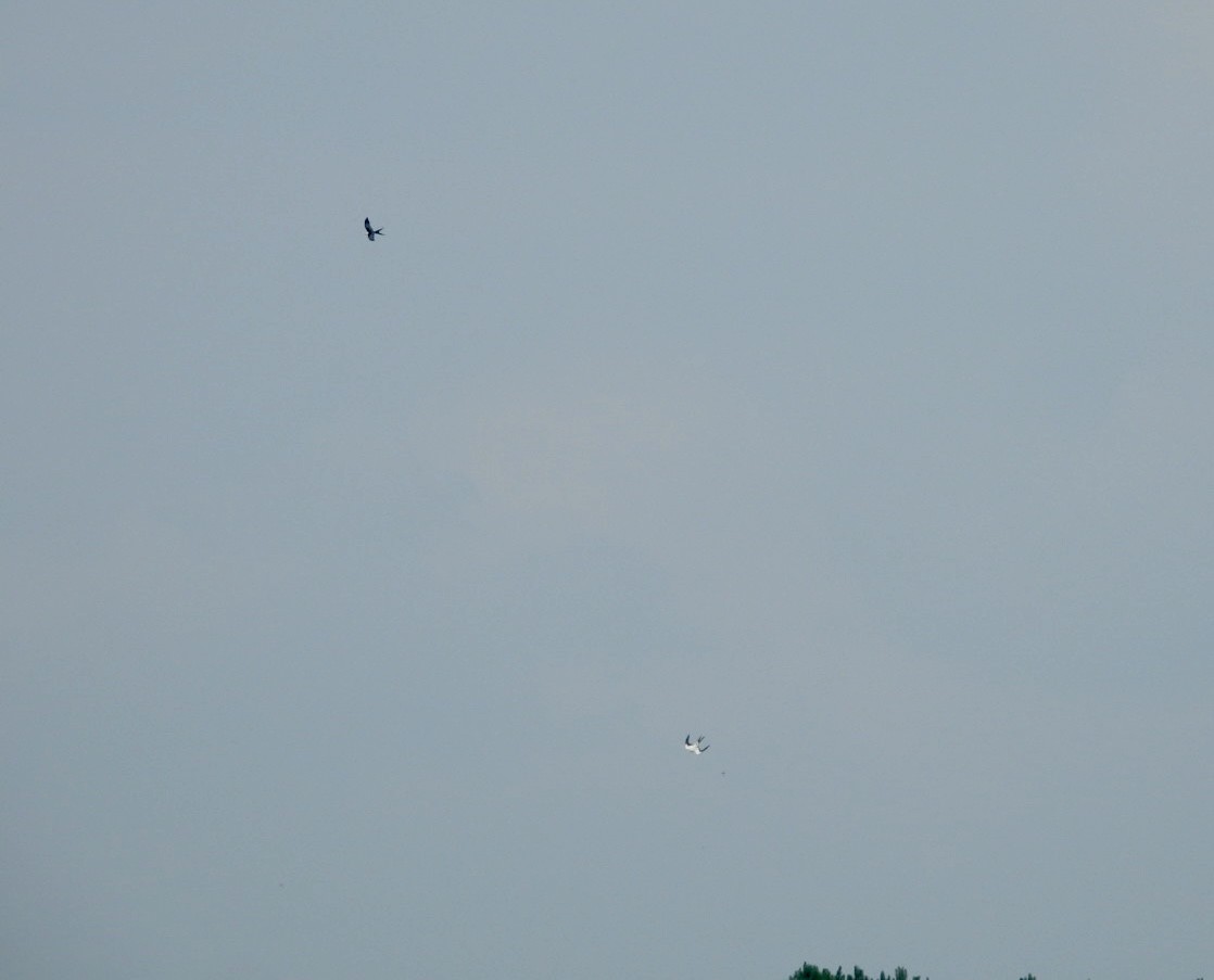 Swallow-tailed Kite - ML640000831