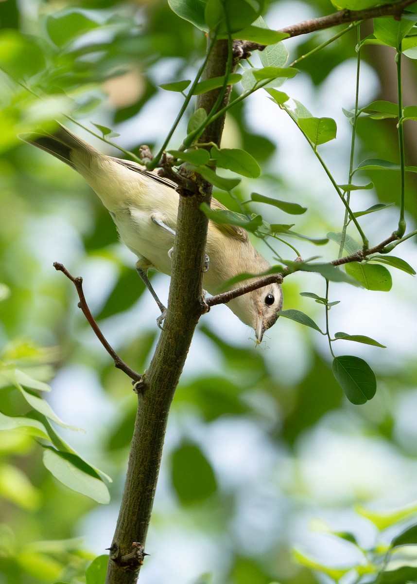 Warbling Vireo - ML640000868