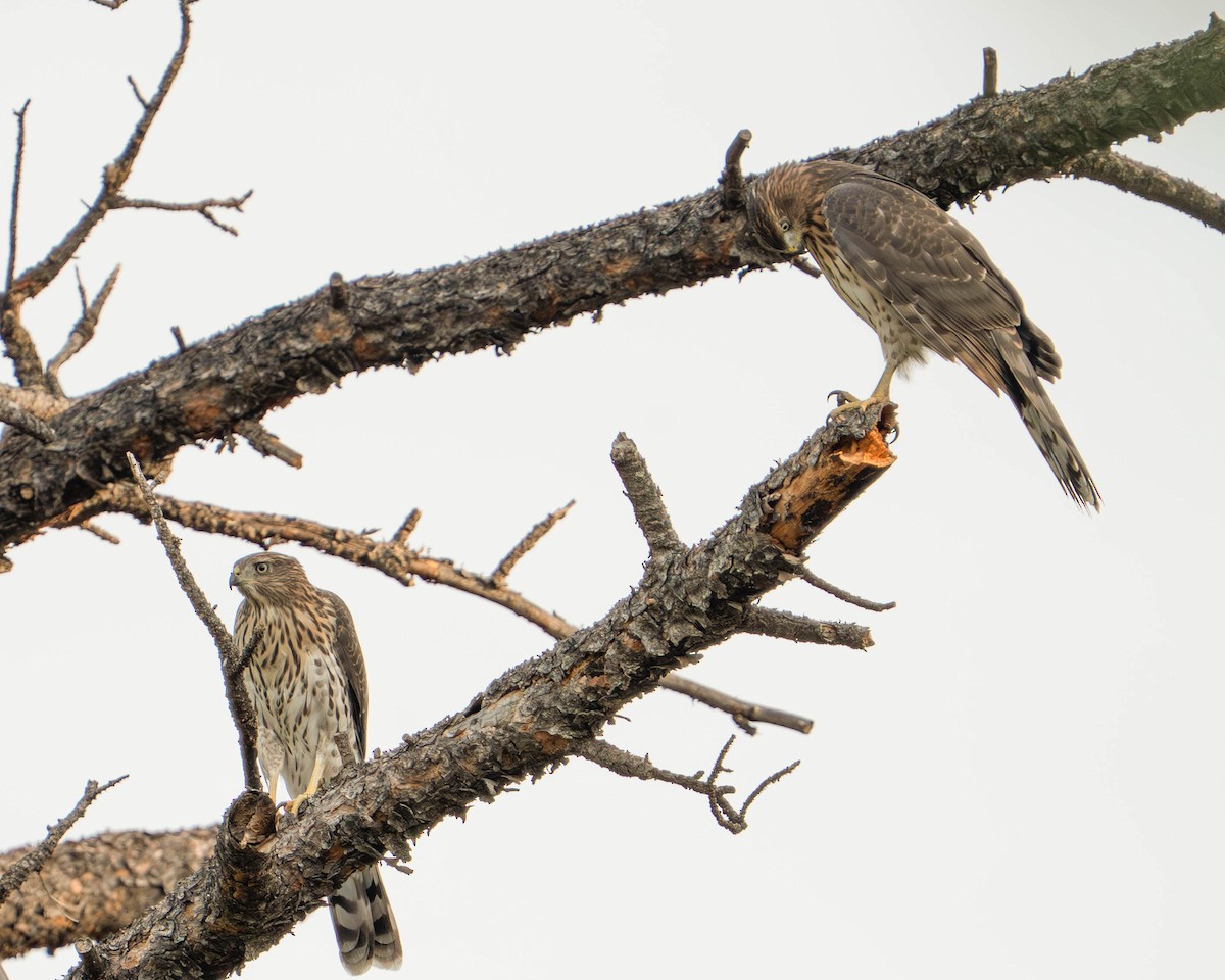 Cooper's Hawk - ML640000911