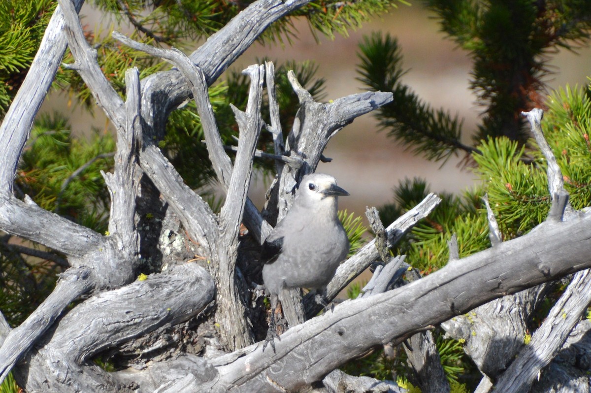 ハイイロホシガラス - ML640000916