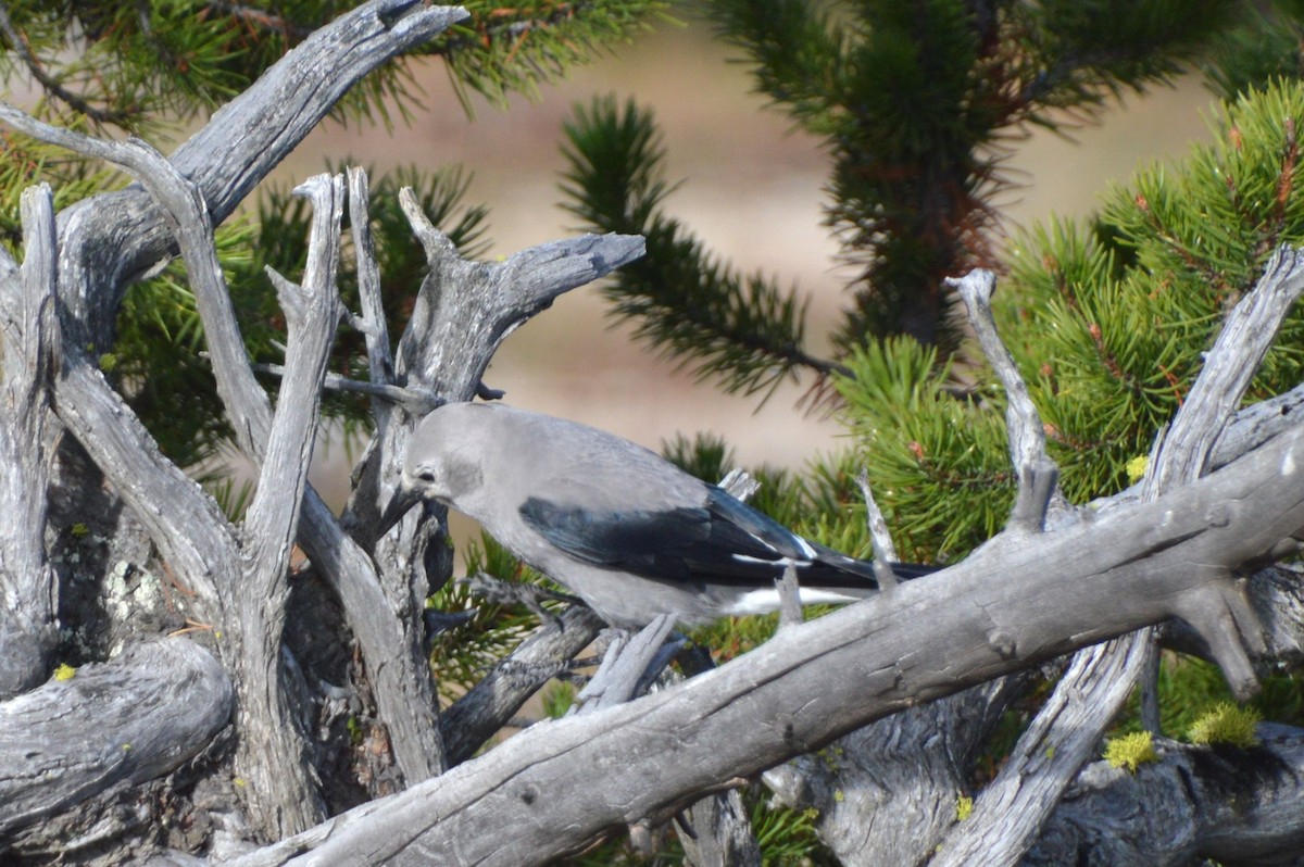 ハイイロホシガラス - ML640000917