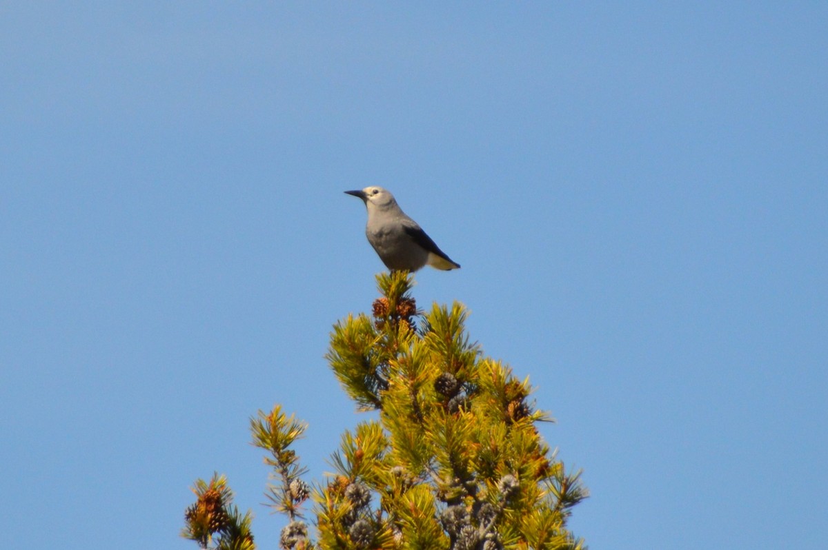 ハイイロホシガラス - ML640000918