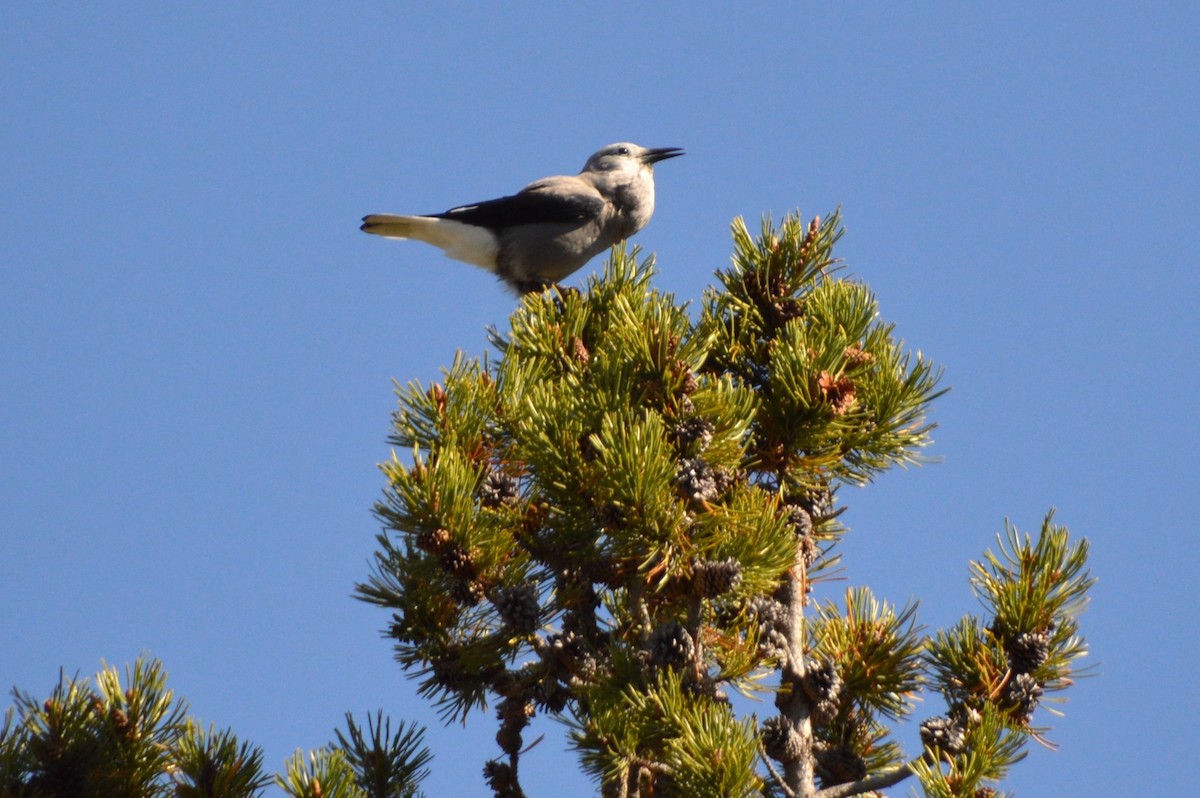 ハイイロホシガラス - ML640000919