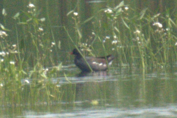 Common Gallinule - ML640000938