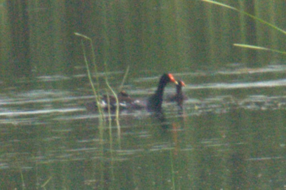 Common Gallinule - ML640000939