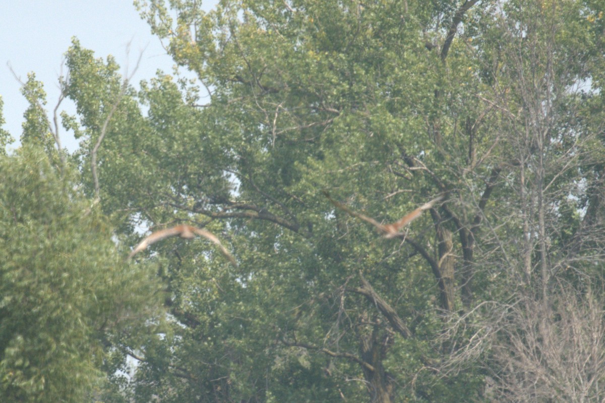 Sandhill Crane - ML640000943