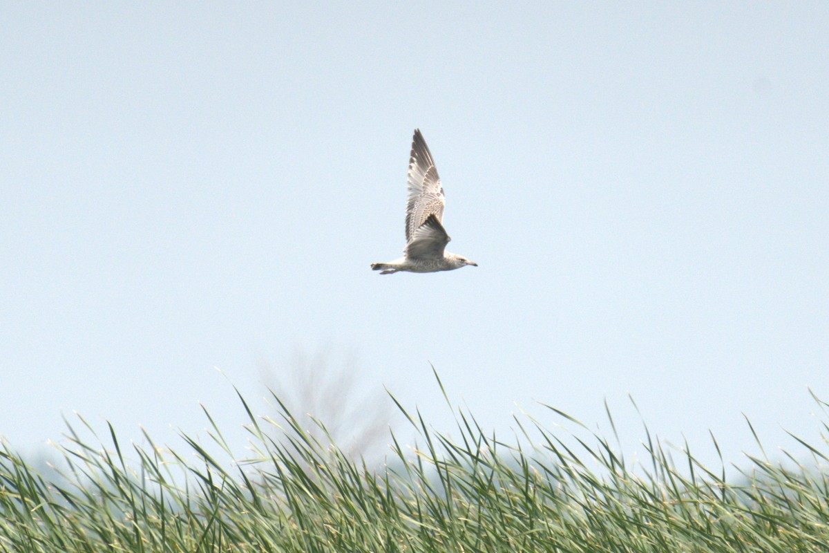 American Herring Gull - ML640000953