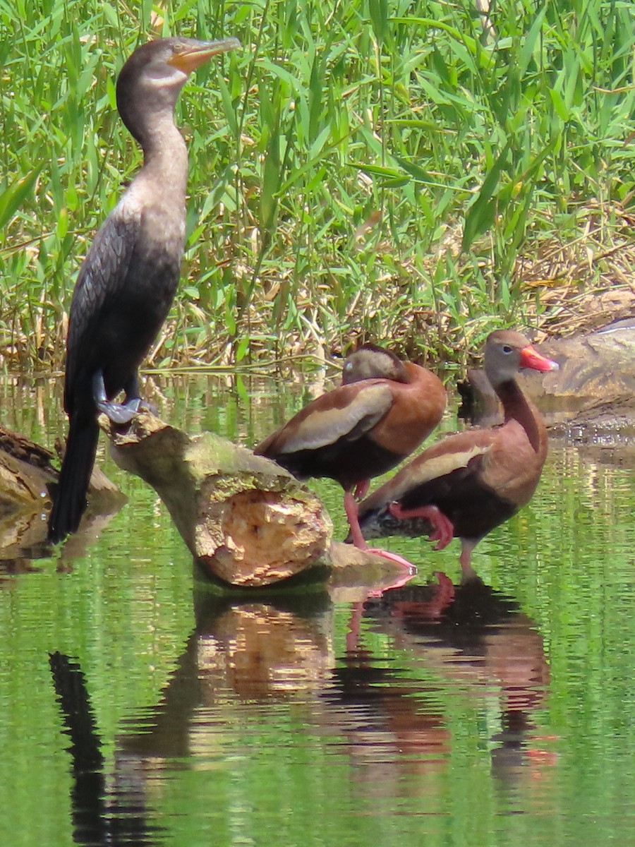 Black-bellied Whistling-Duck - ML640000961