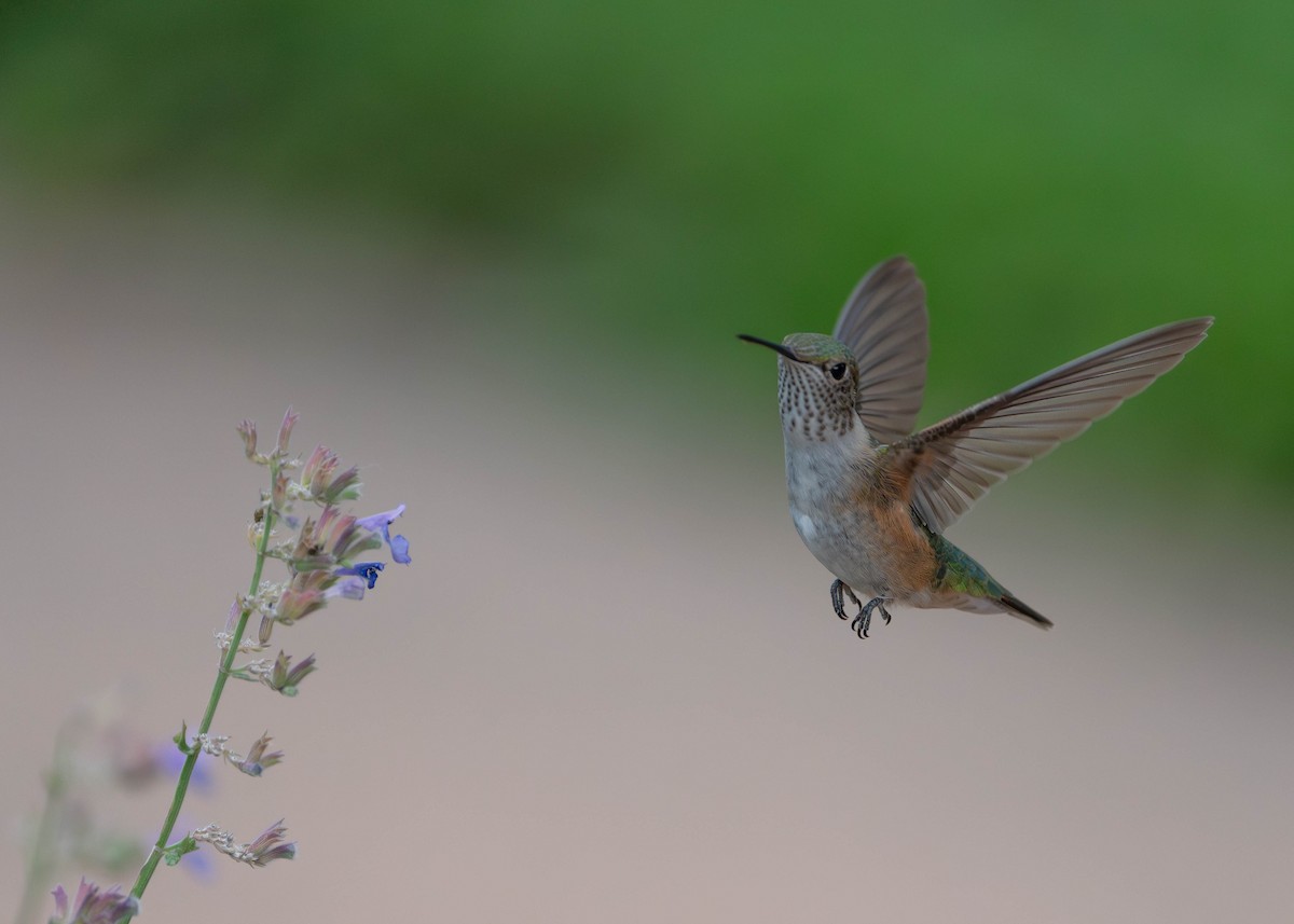 Broad-tailed Hummingbird - ML640000979
