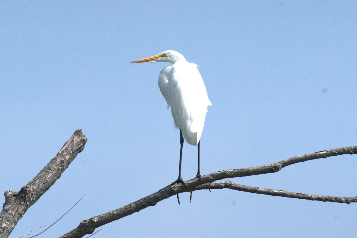 Great Egret - ML640001014