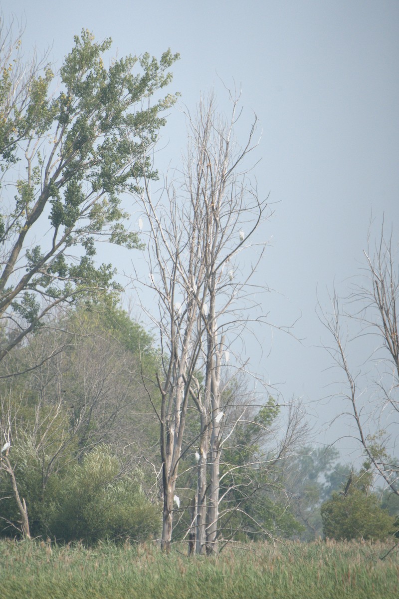 Great Egret - ML640001015