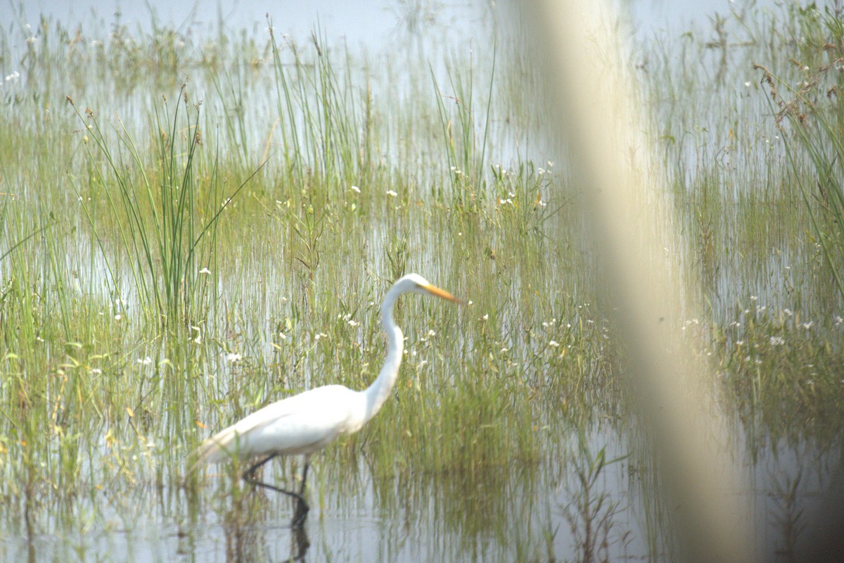 Great Egret - ML640001016