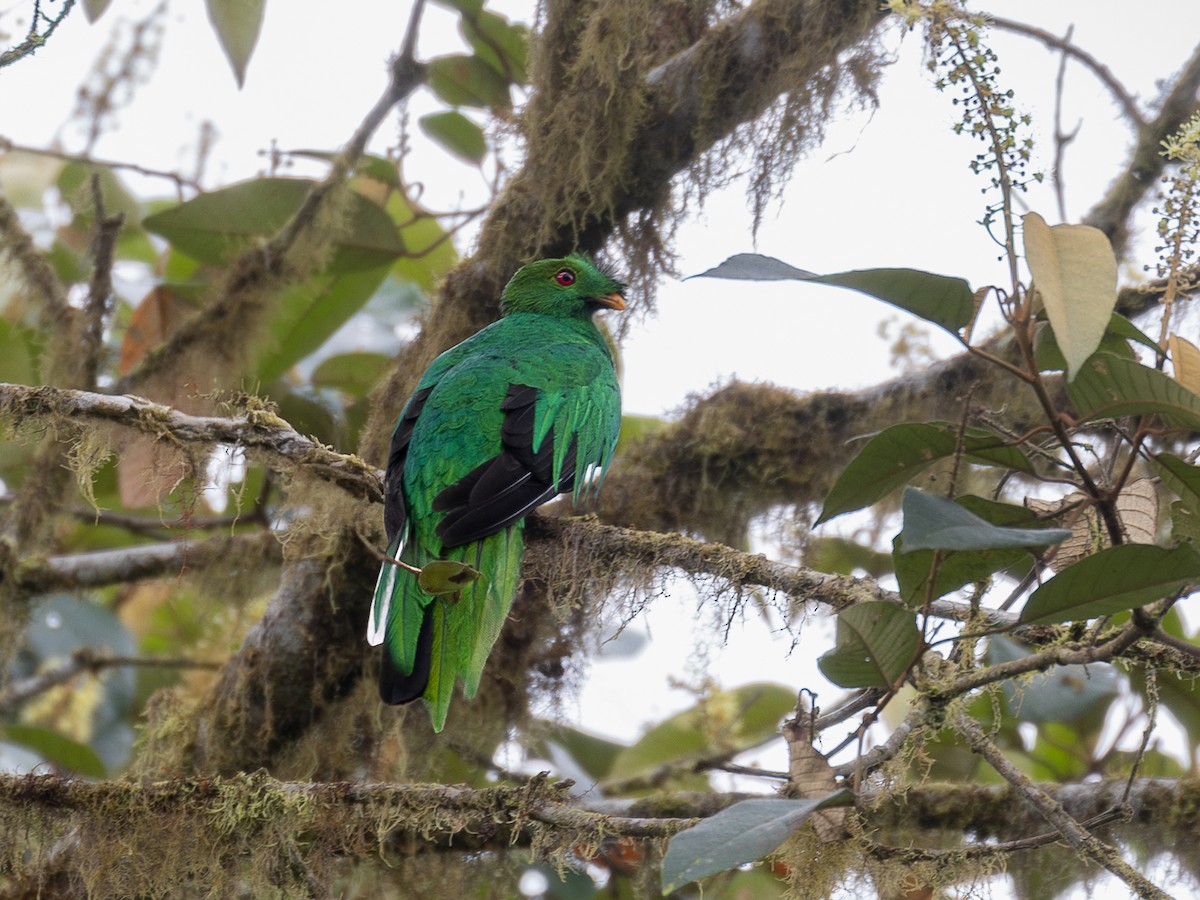 Crested Quetzal - ML640001019