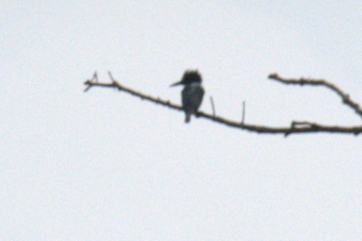 Belted Kingfisher - ML640001056