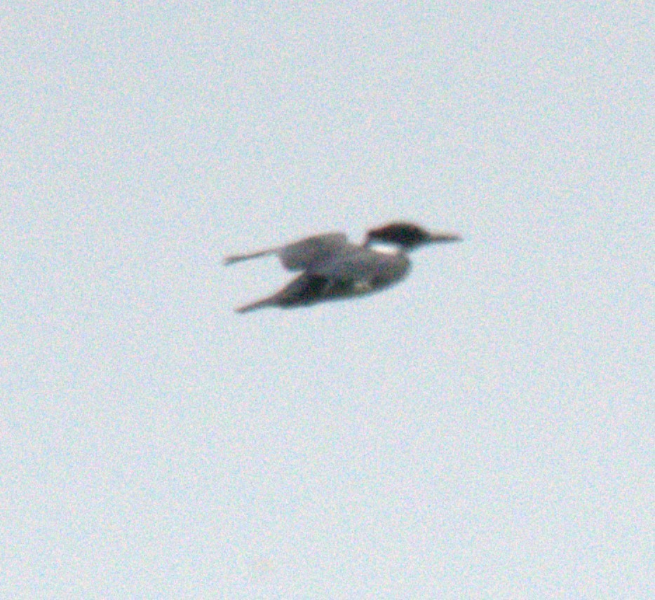 Belted Kingfisher - ML640001057