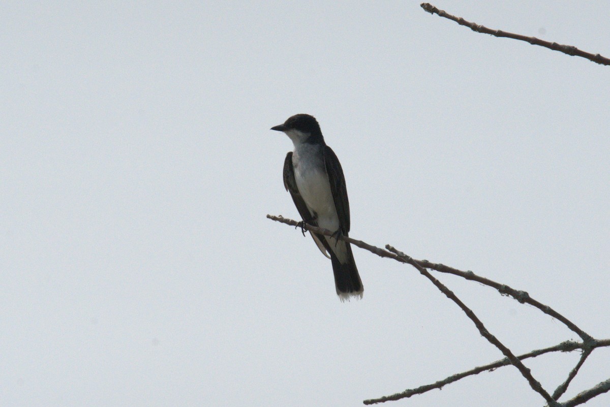 Eastern Kingbird - ML640001058
