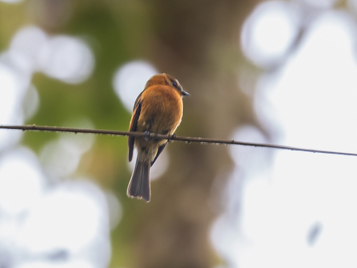 Cinnamon Flycatcher - ML640001071
