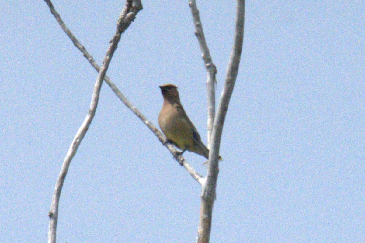 Cedar Waxwing - ML640001075