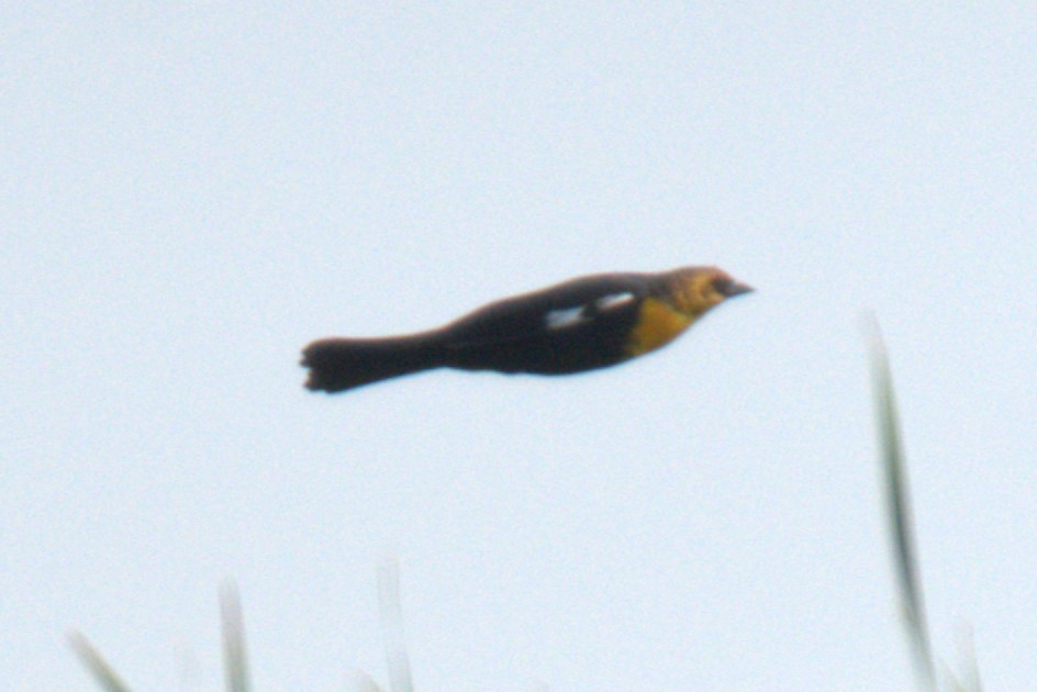Yellow-headed Blackbird - ML640001092