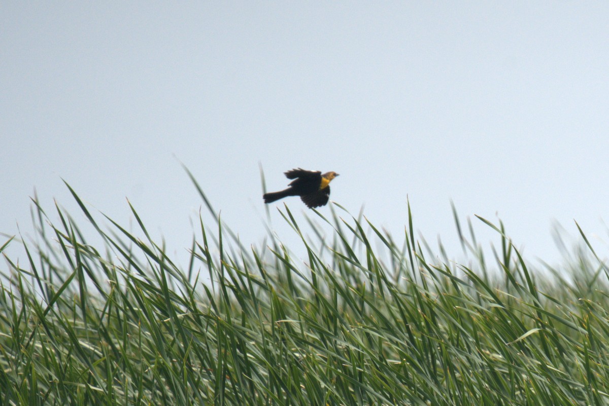 Yellow-headed Blackbird - ML640001094