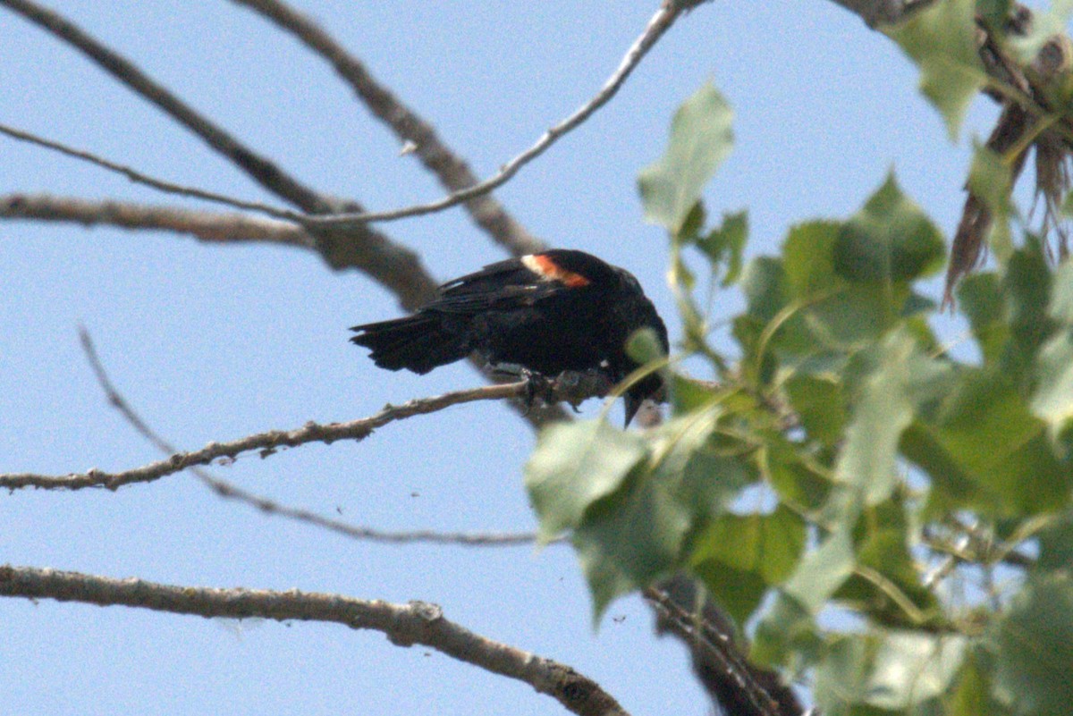 Red-winged Blackbird - ML640001116