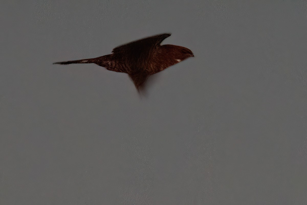 Band-tailed Nighthawk - ML640001139