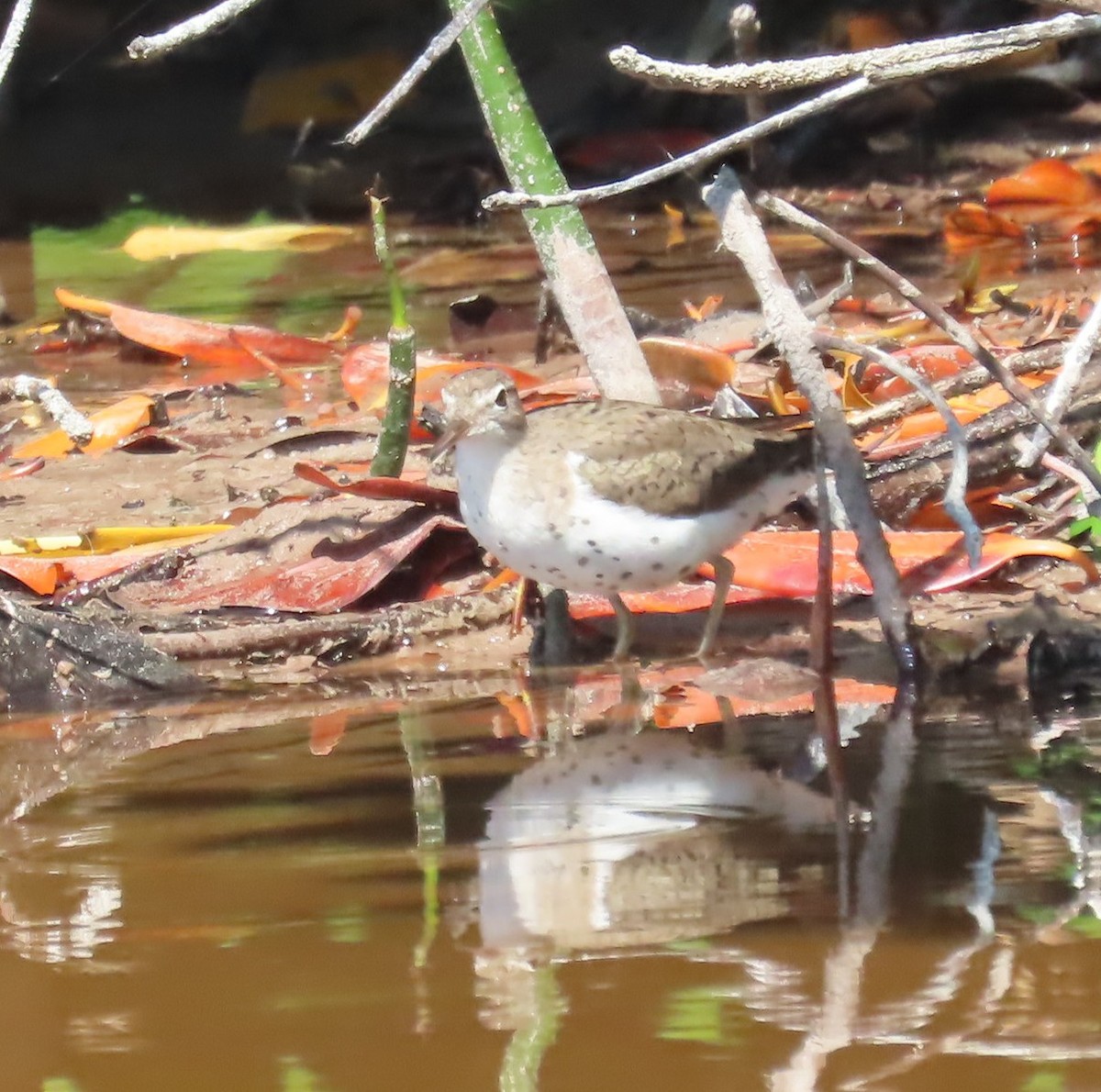 flekksnipe - ML640001157