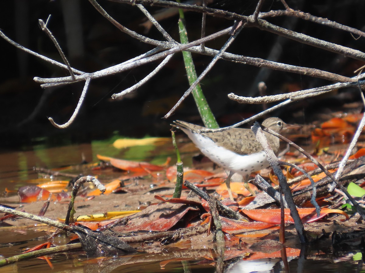 flekksnipe - ML640001158