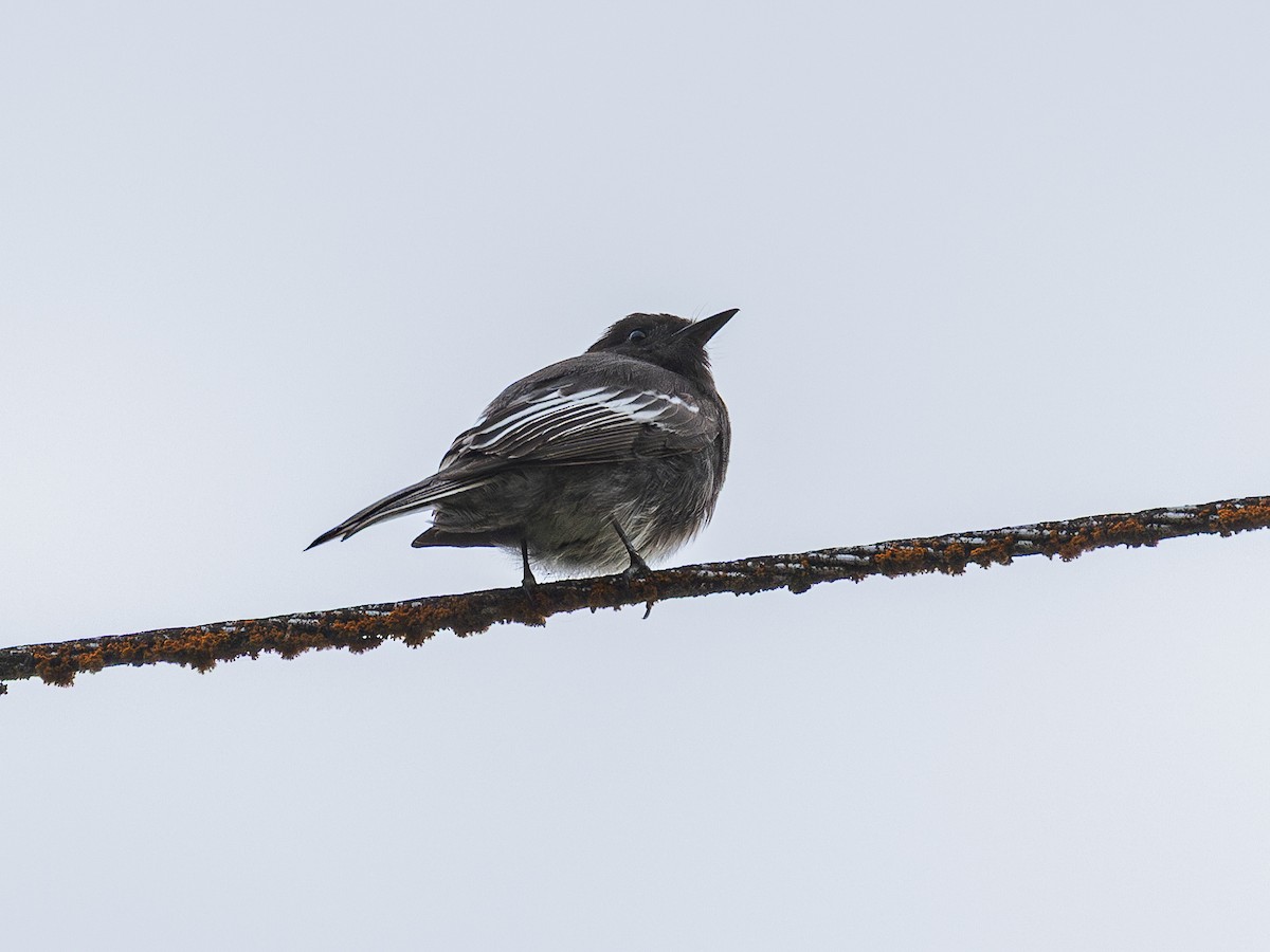 Black Phoebe - ML640001170