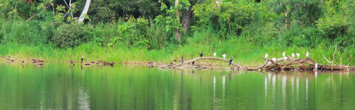 Black-bellied Whistling-Duck - ML640001173