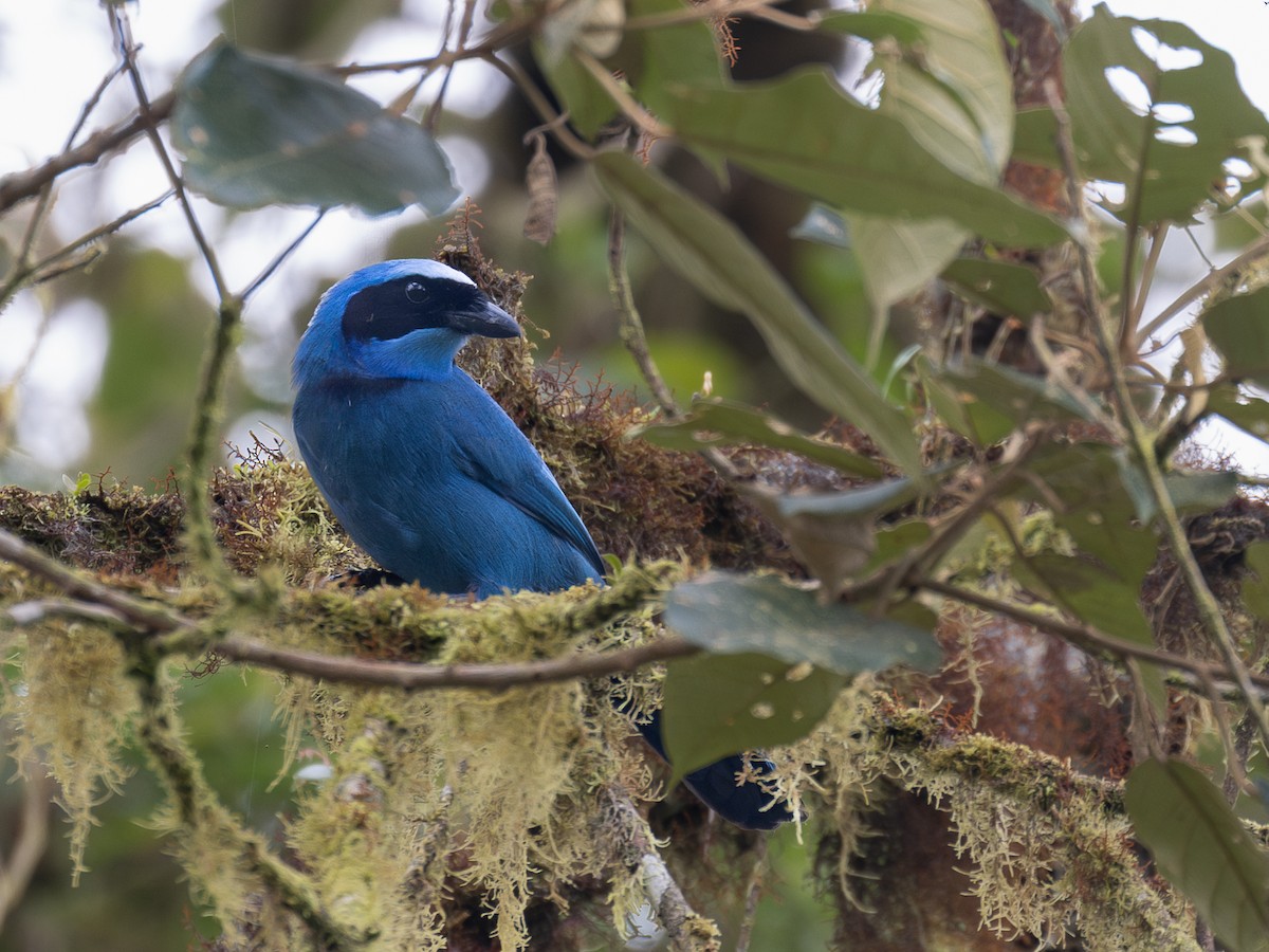 Turquoise Jay - ML640001190