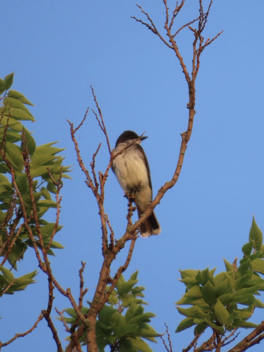 Eastern Kingbird - ML640001201