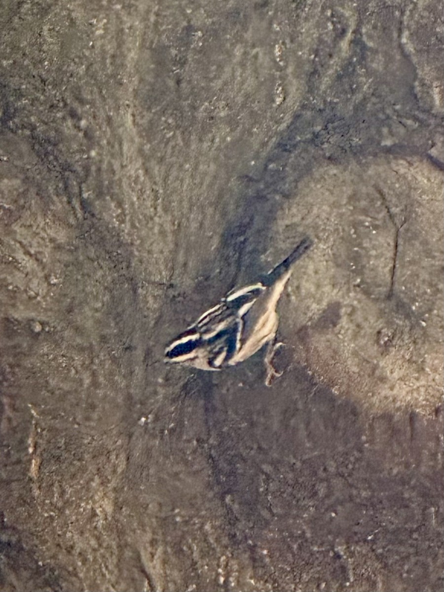 Black-and-white Warbler - ML640001241