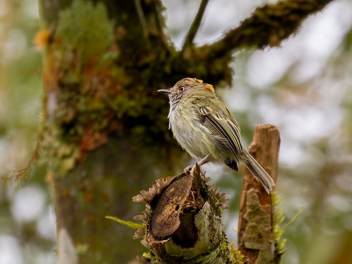 Scale-crested Pygmy-Tyrant - ML640001277