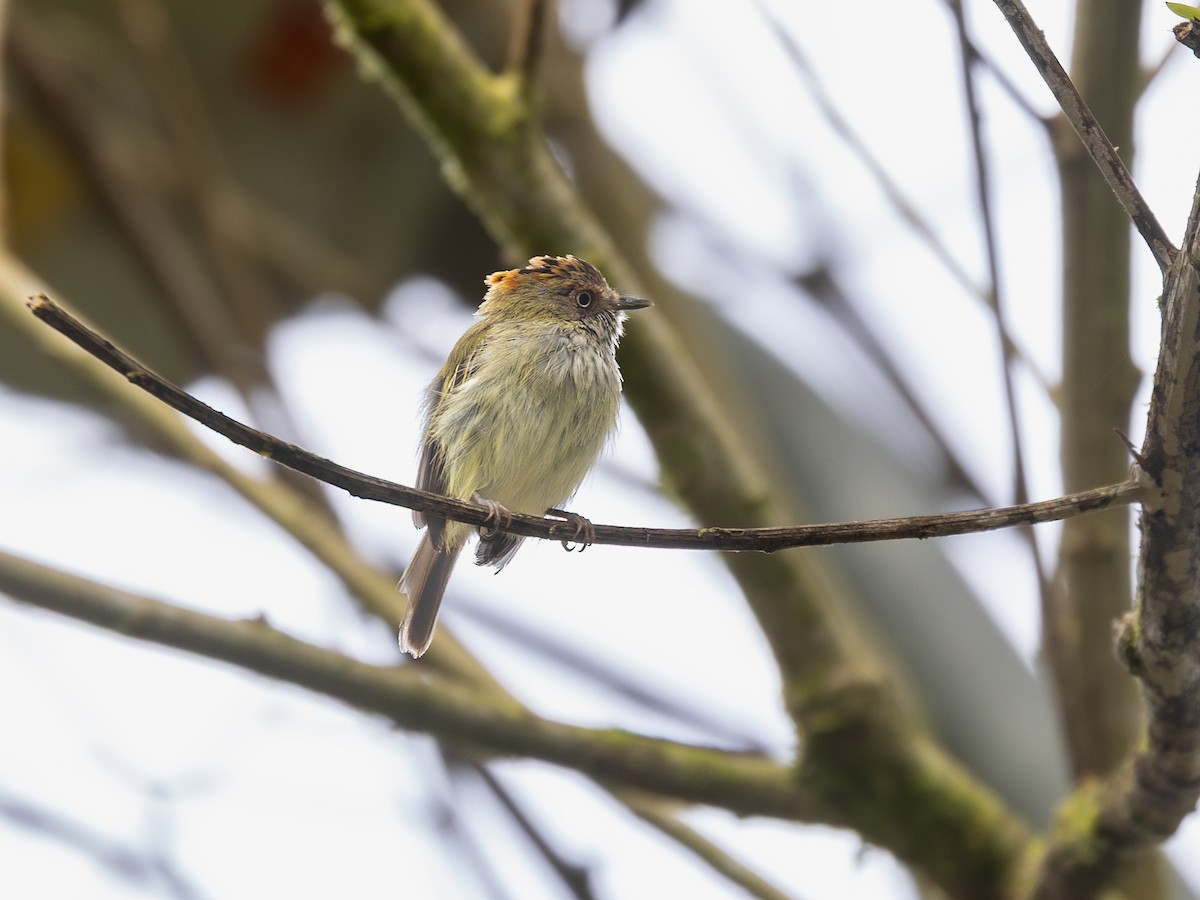 Scale-crested Pygmy-Tyrant - ML640001278