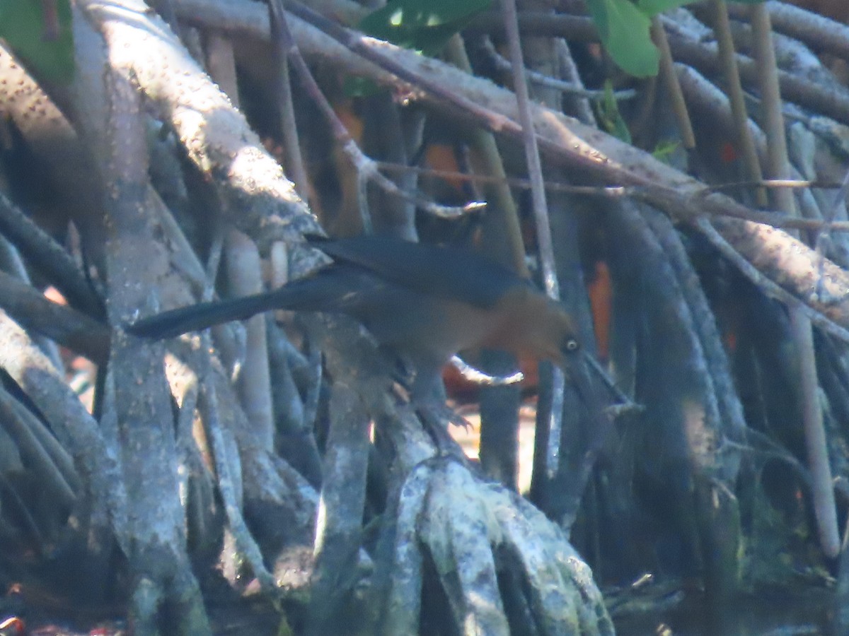 storhaletrupial (mexicanus gr.) - ML640001343